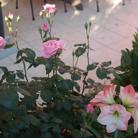 纳达别墅酒店 招待所 3*